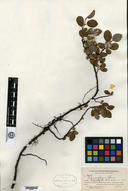 Salix anglorum image