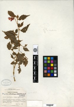 Begonia colombiana image