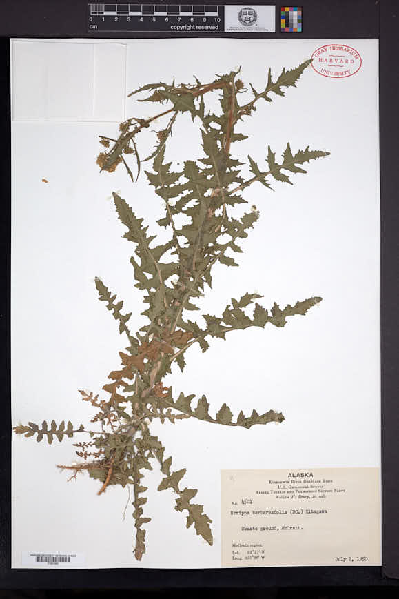 Rorippa barbareifolia image