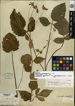 Rudbeckia heterophylla image