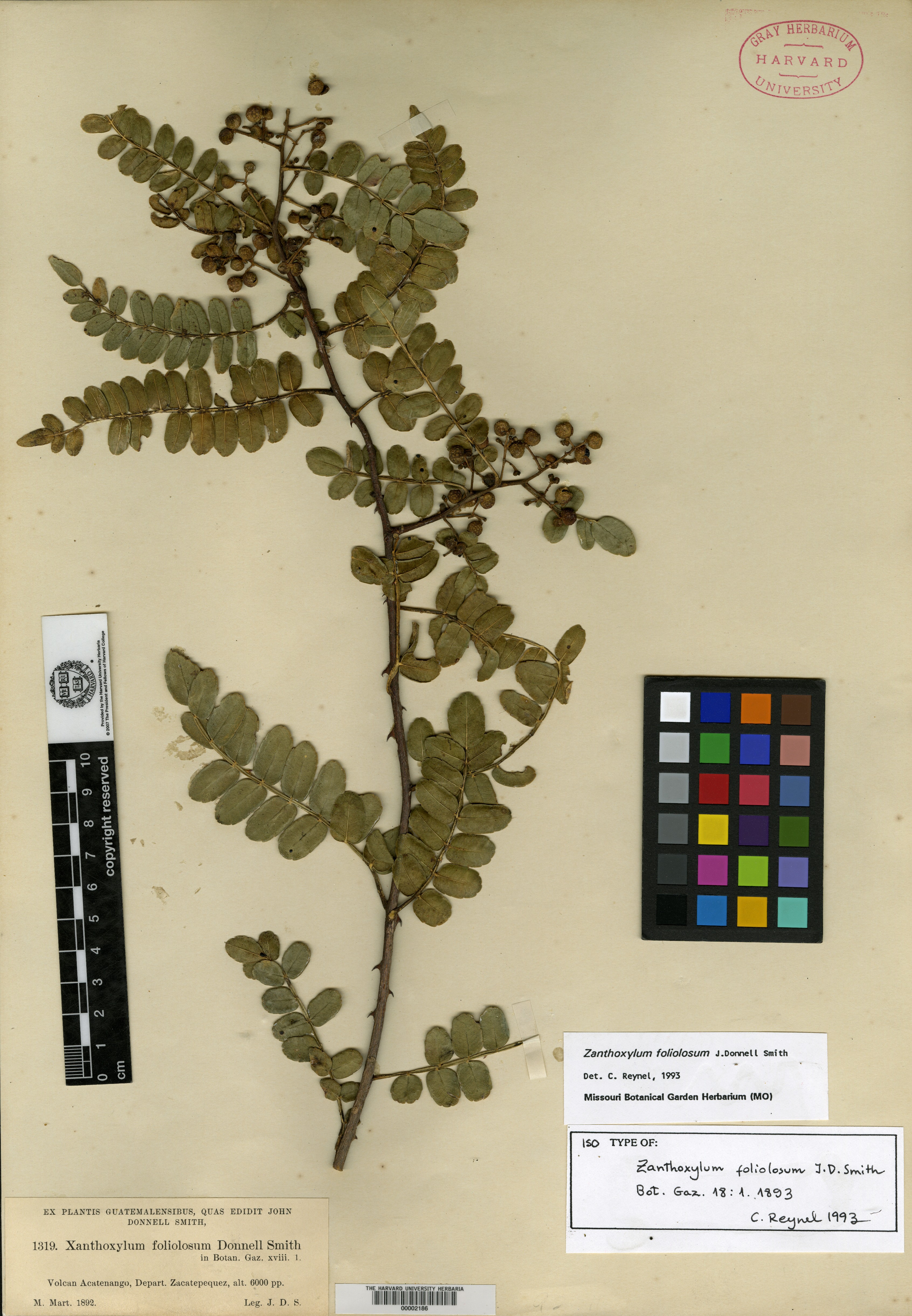 Zanthoxylum foliolosum image