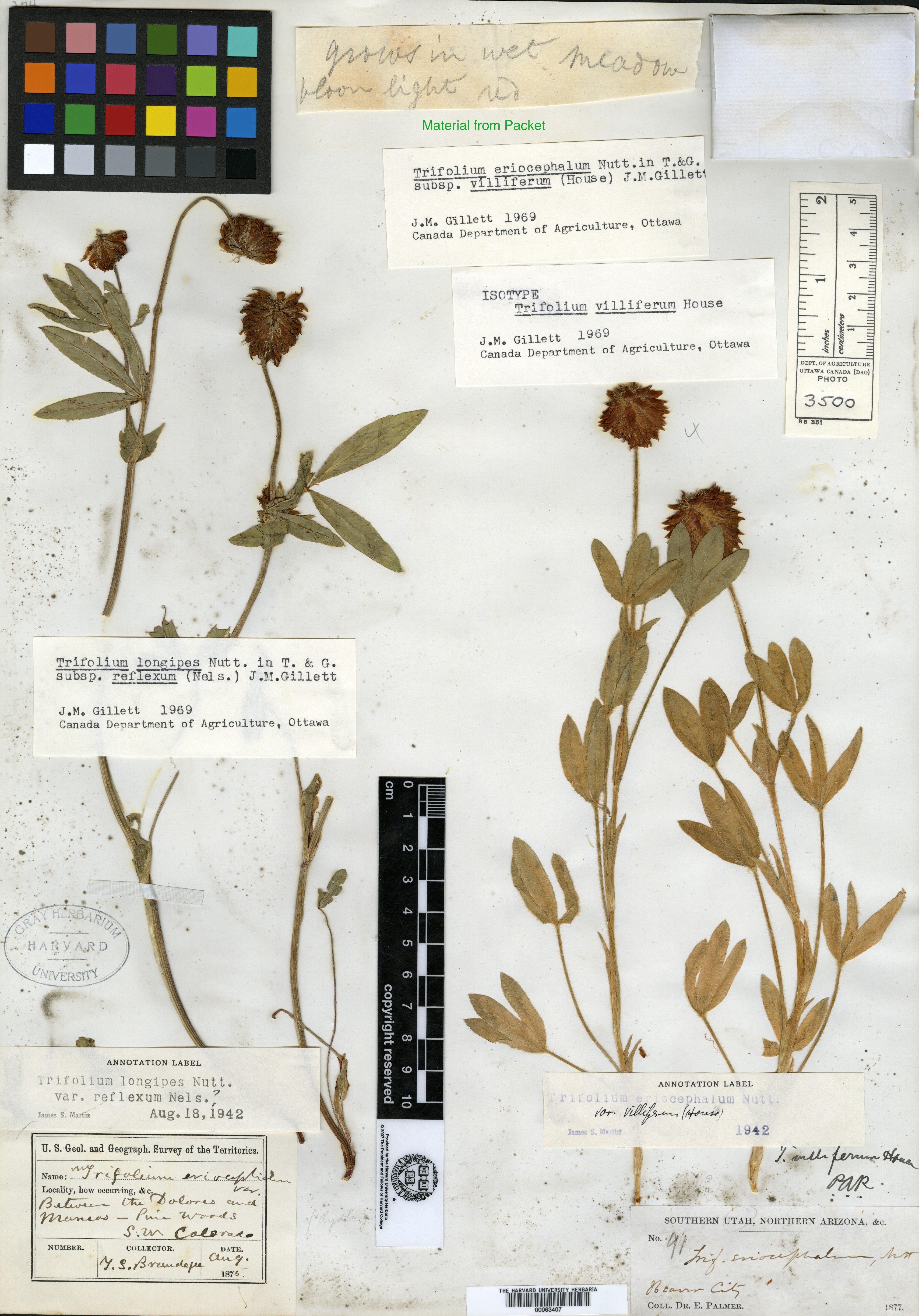 Trifolium villiferum image