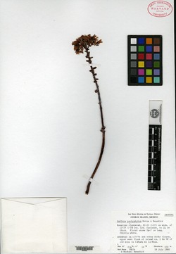 Dudleya pachyphytum image