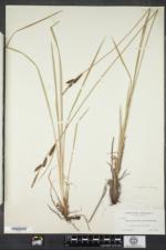 Carex haydenii image