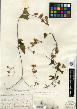 Philibertia peduncularis image