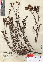 Heliotropium pycnophyllum image
