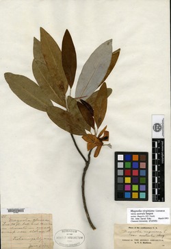 Magnolia virginiana var. australis image