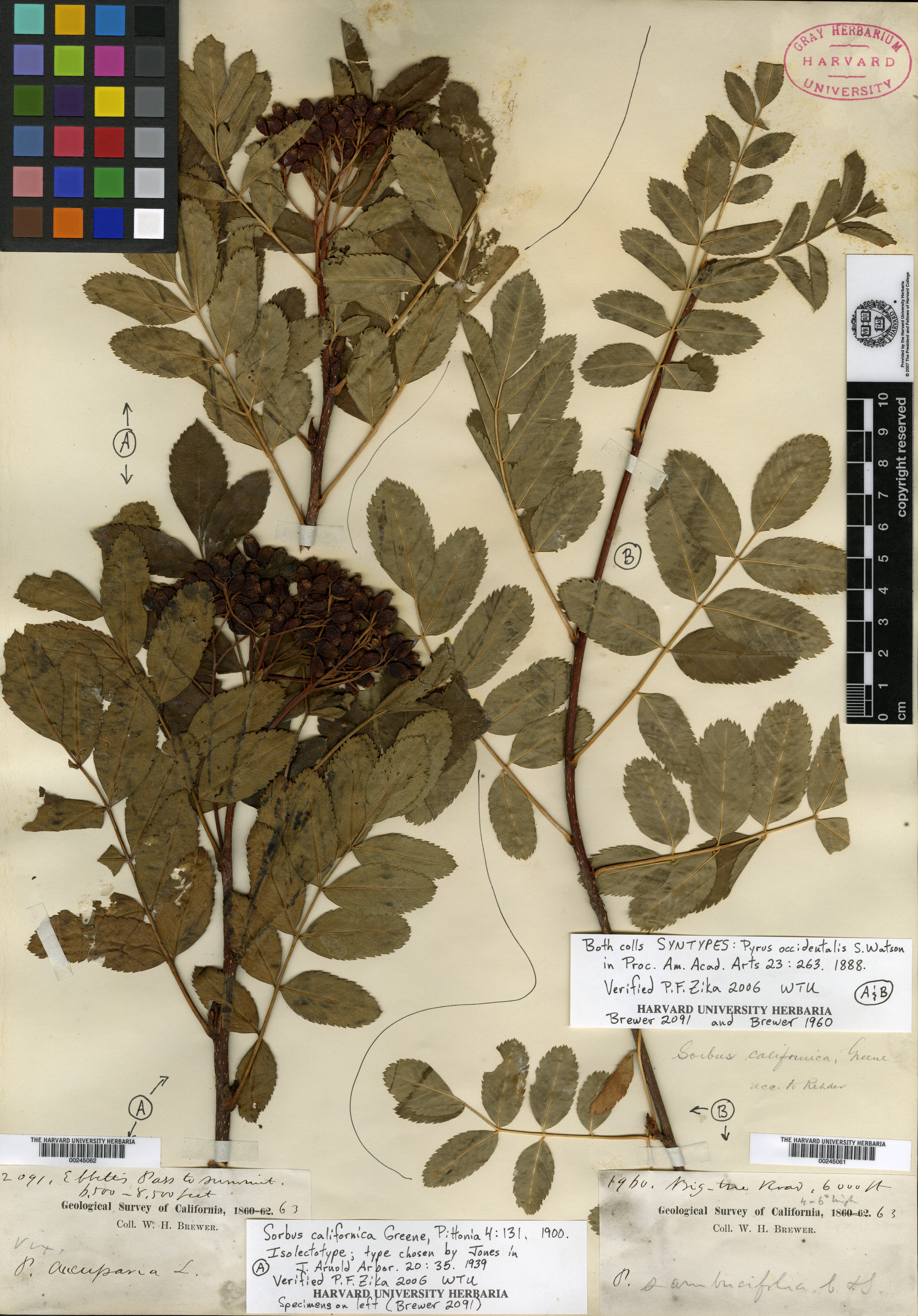 Sorbus occidentalis image