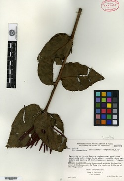 Psittacanthus costanensis image