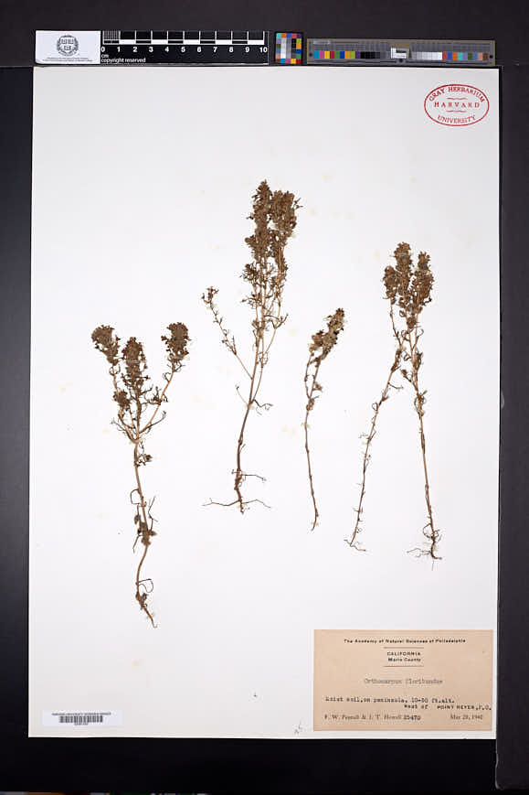 Orthocarpus floribundus image