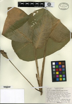 Calathea portobelensis image