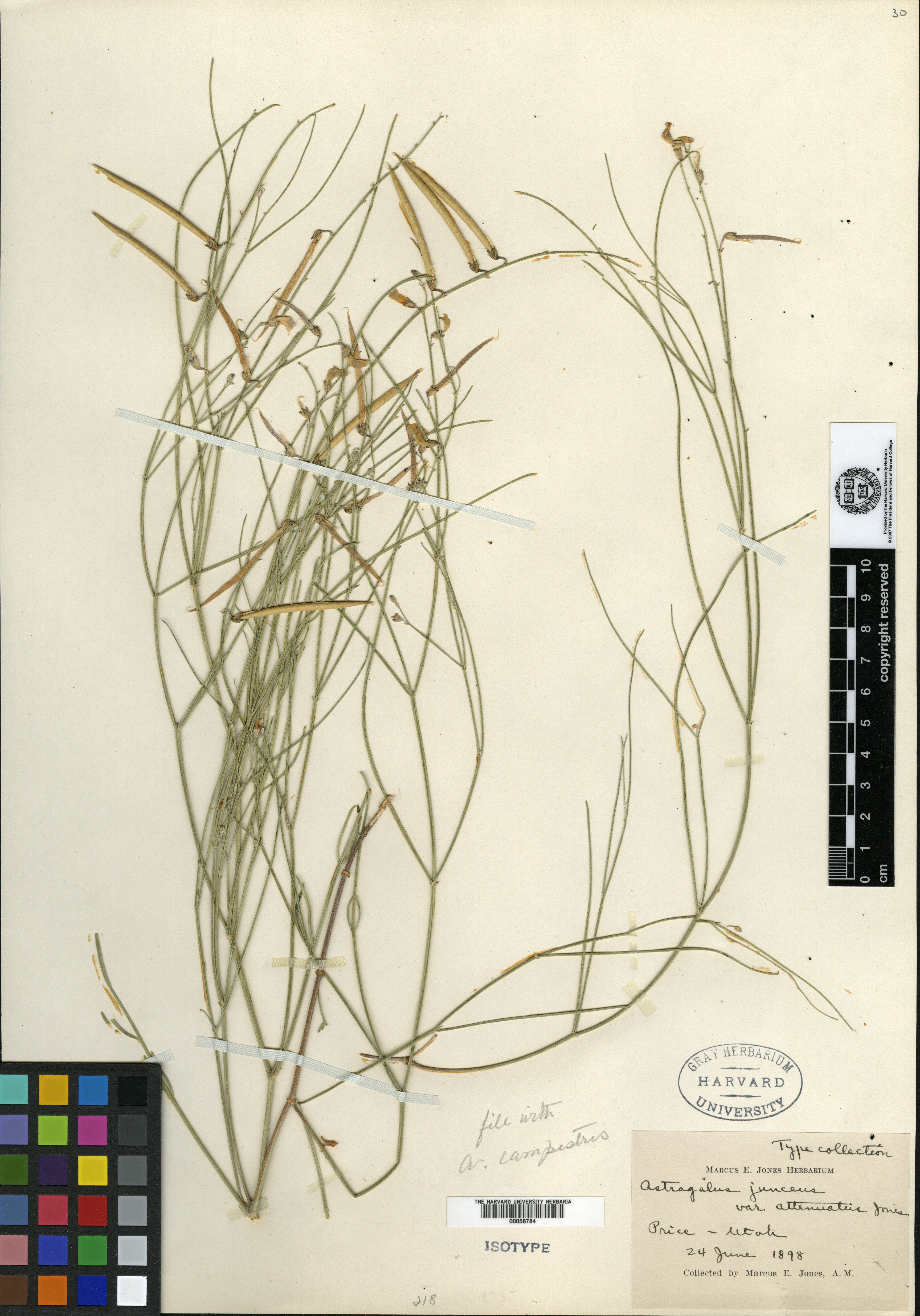 Astragalus junceus var. attenuatus image
