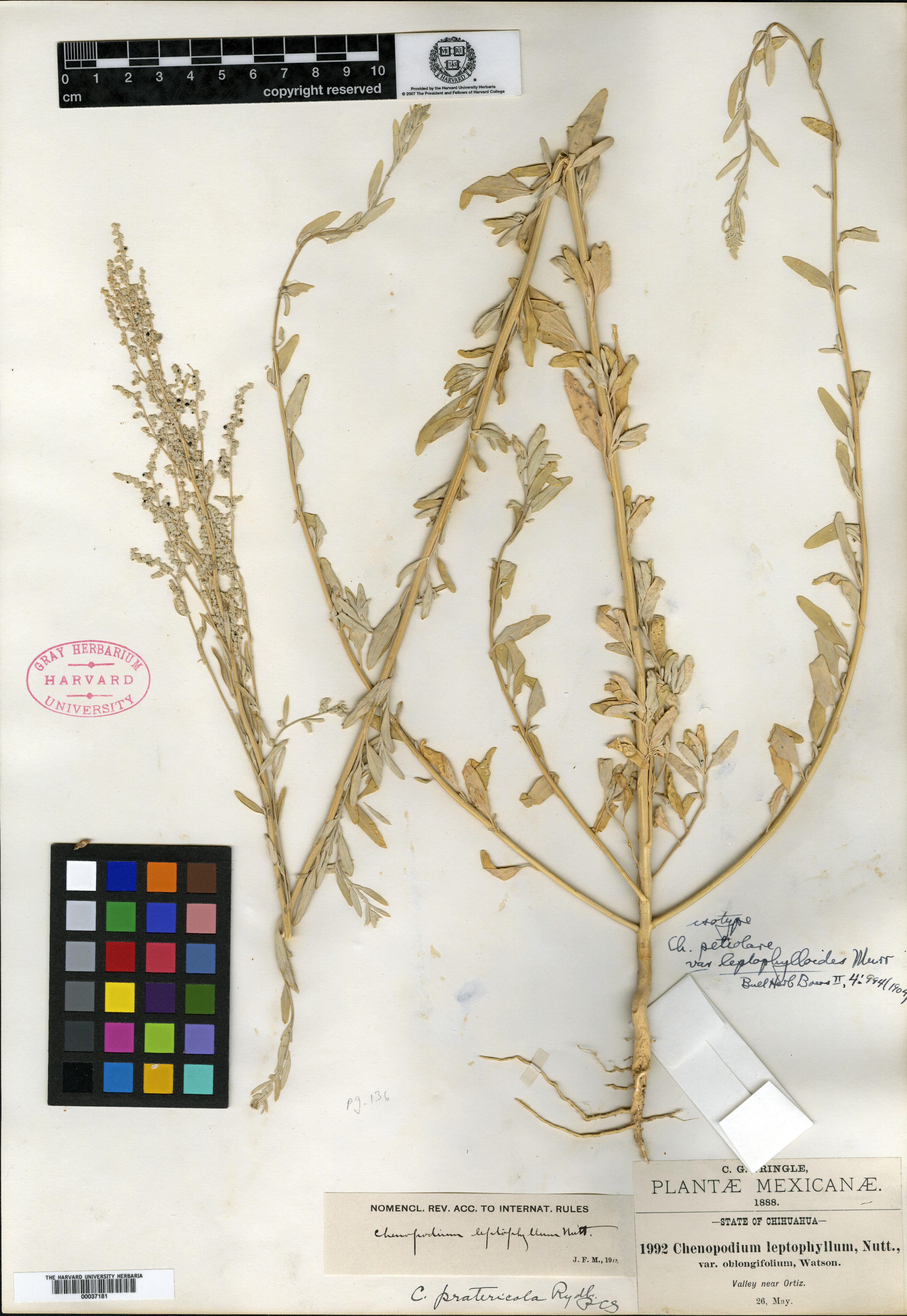 Chenopodium petiolare var. leptophylloides image