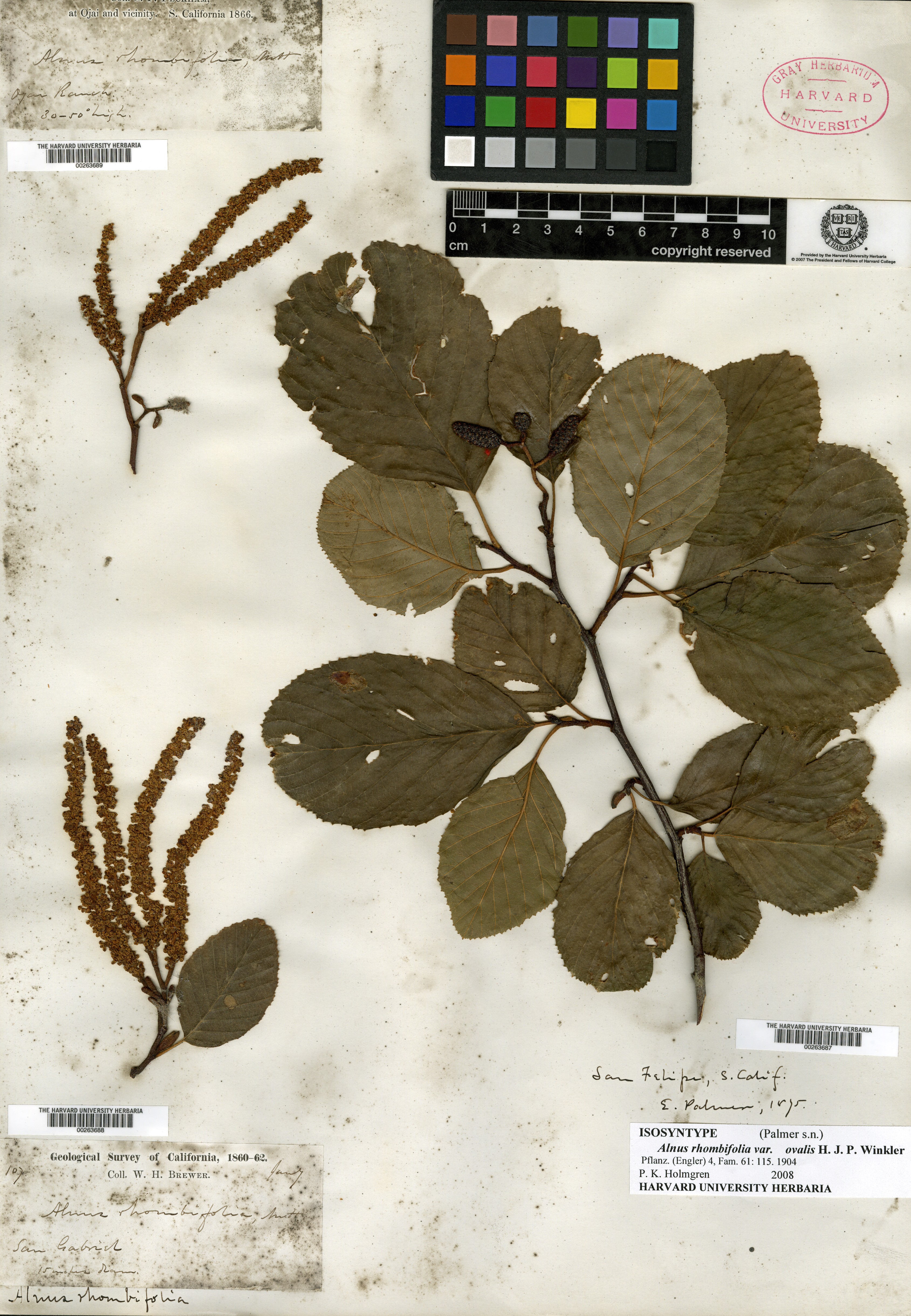 Alnus rhombifolia var. ovalis image