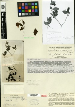 Varronia corchorifolia image