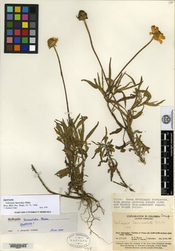 Heliopsis lanceolata image