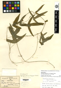 Passiflora suberosa subsp. suberosa image