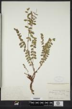 Hedysarum alpinum var. americanum image