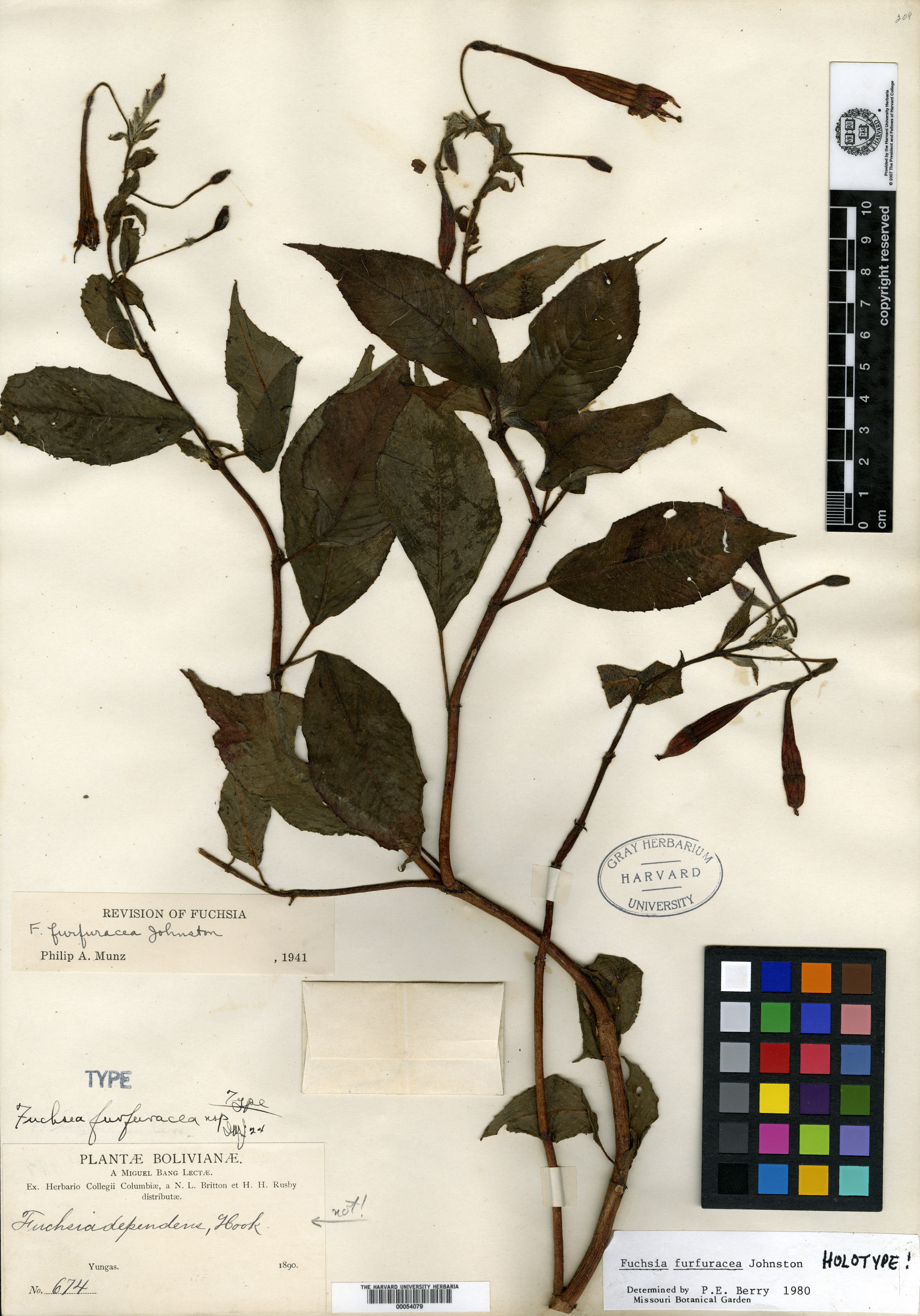 Fuchsia minutiflora var. hidalgensis image