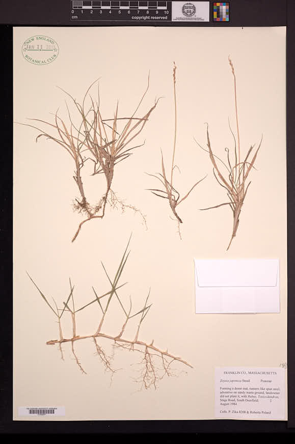 Zoysia japonica image