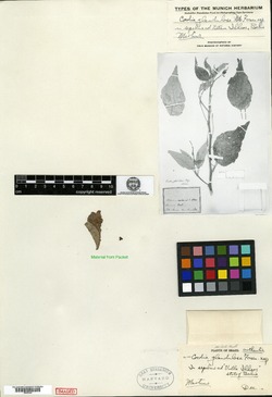Varronia glandulosa image