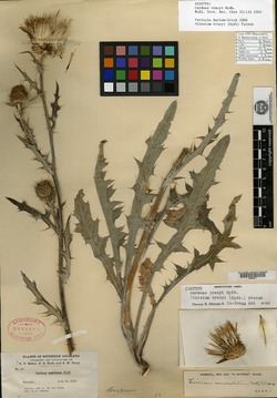 Cirsium undulatum var. tracyi image