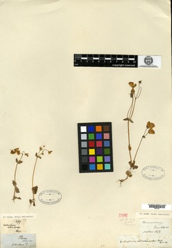Calceolaria utricularioides image