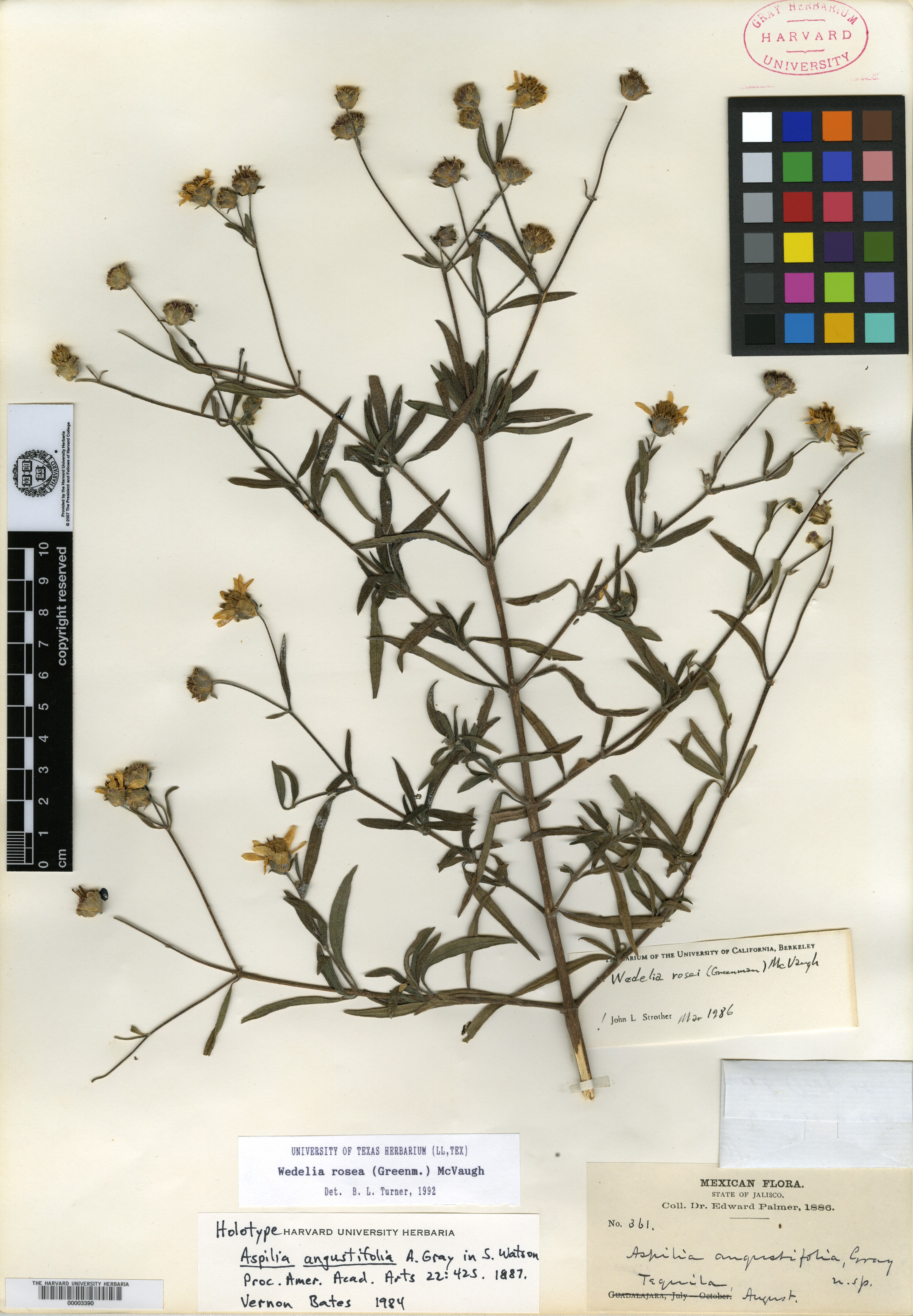 Aspilia angustifolia image