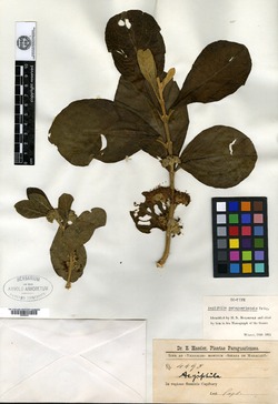 Aegiphila paraguariensis image
