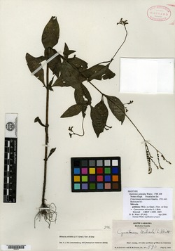 Cynoctonum petiolatum image
