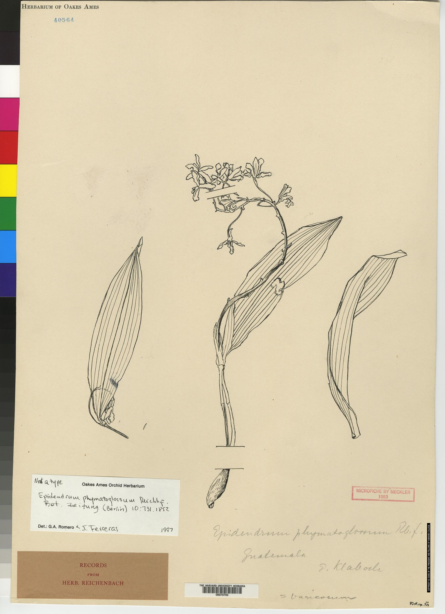 Epidendrum phymatoglossum image