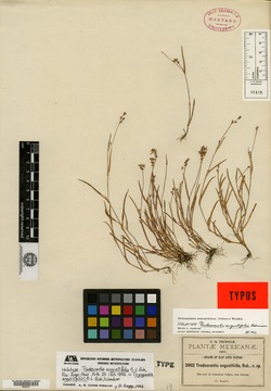 Tradescantia angustifolia image