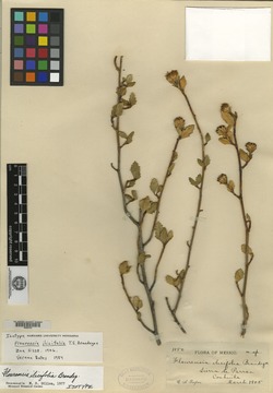 Flourensia ilicifolia image