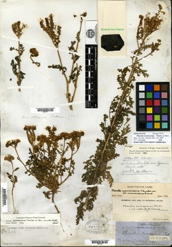 Phacelia neomexicana image
