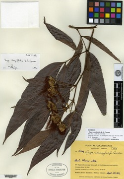 Inga nobilis subsp. quaternata image