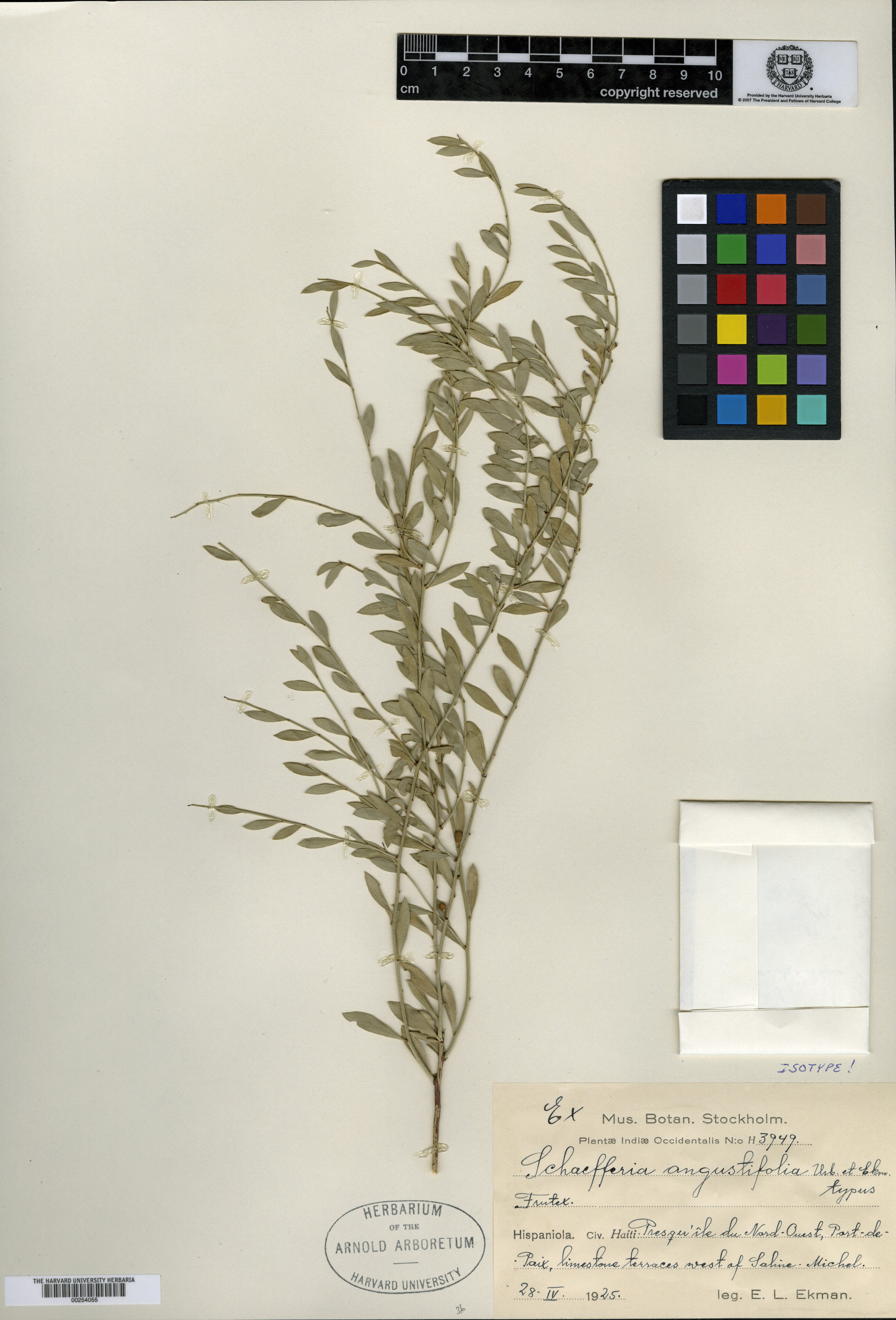 Schaefferia angustifolia image