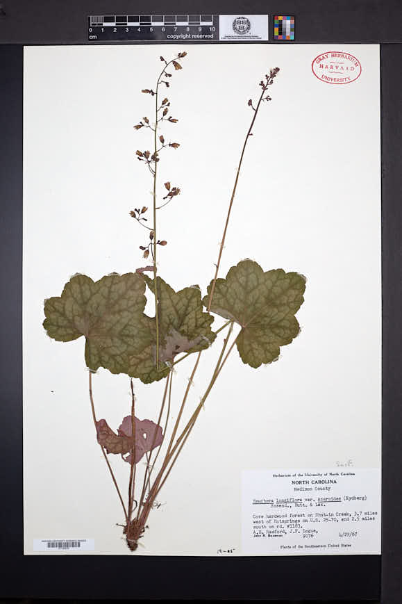 Heuchera longiflora var. aceroides image