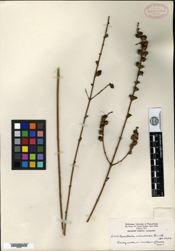 Aureolaria microcarpa image