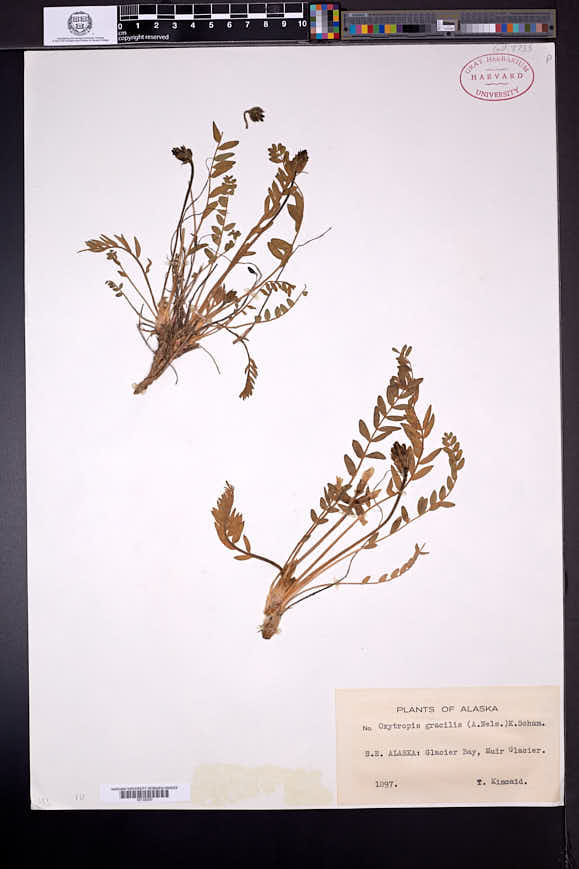 Oxytropis campestris var. gracilis image