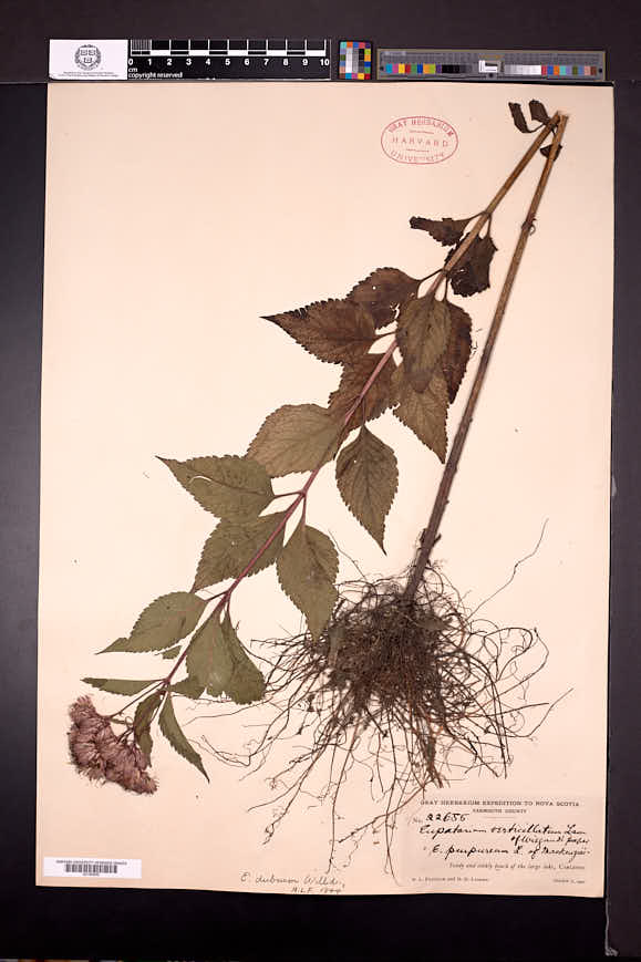 Eutrochium dubium image