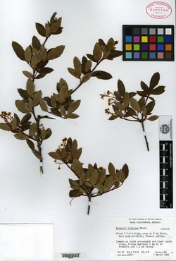 Berberis claireae image