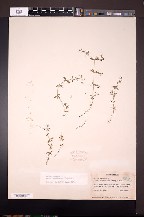 Galium trifidum subsp. subbiflorum image