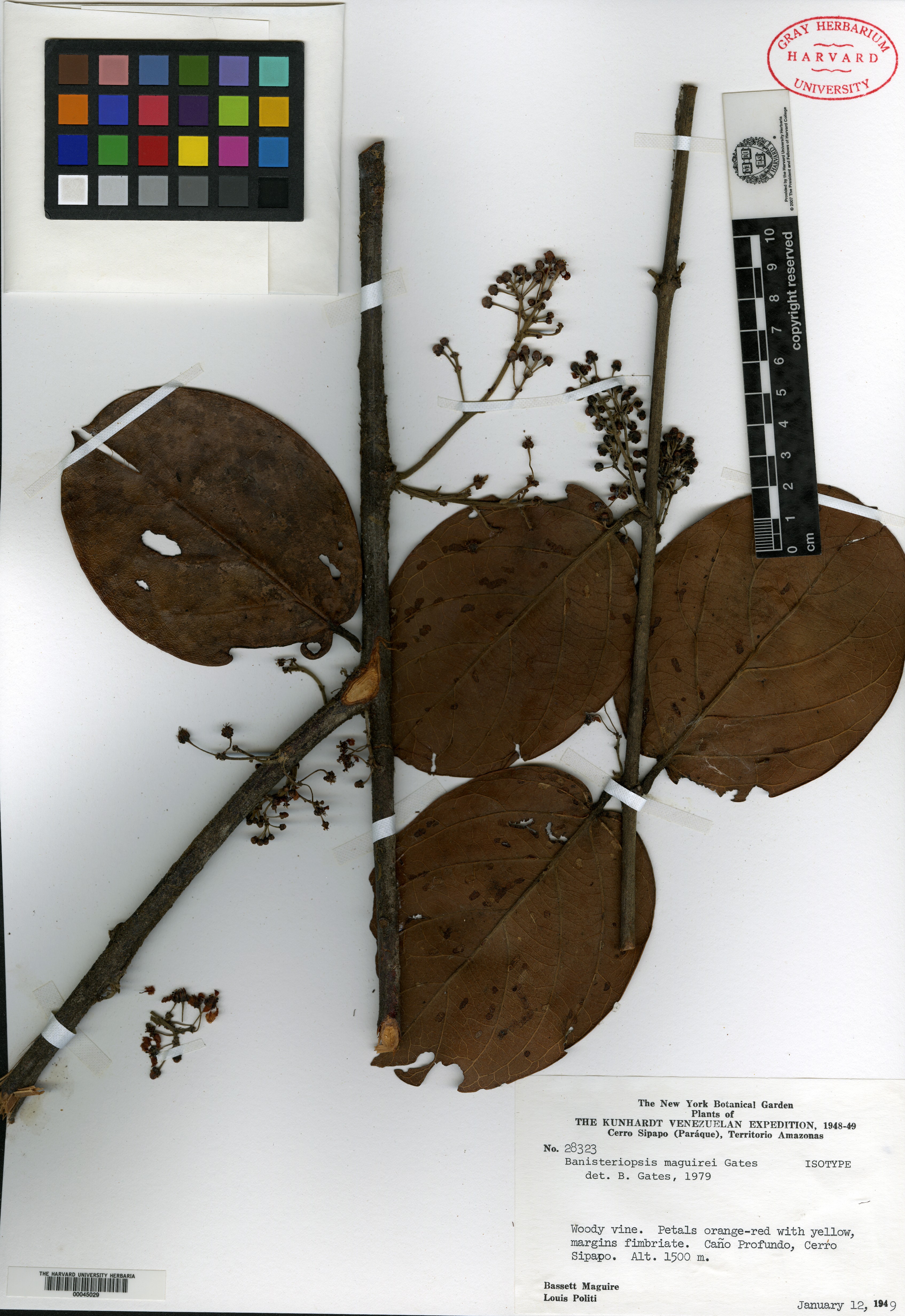 Bunchosia cestrifolia image