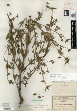 Crusea calcicola image