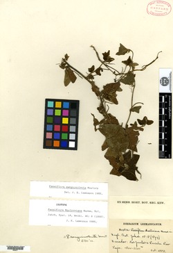 Passiflora mastersiana image