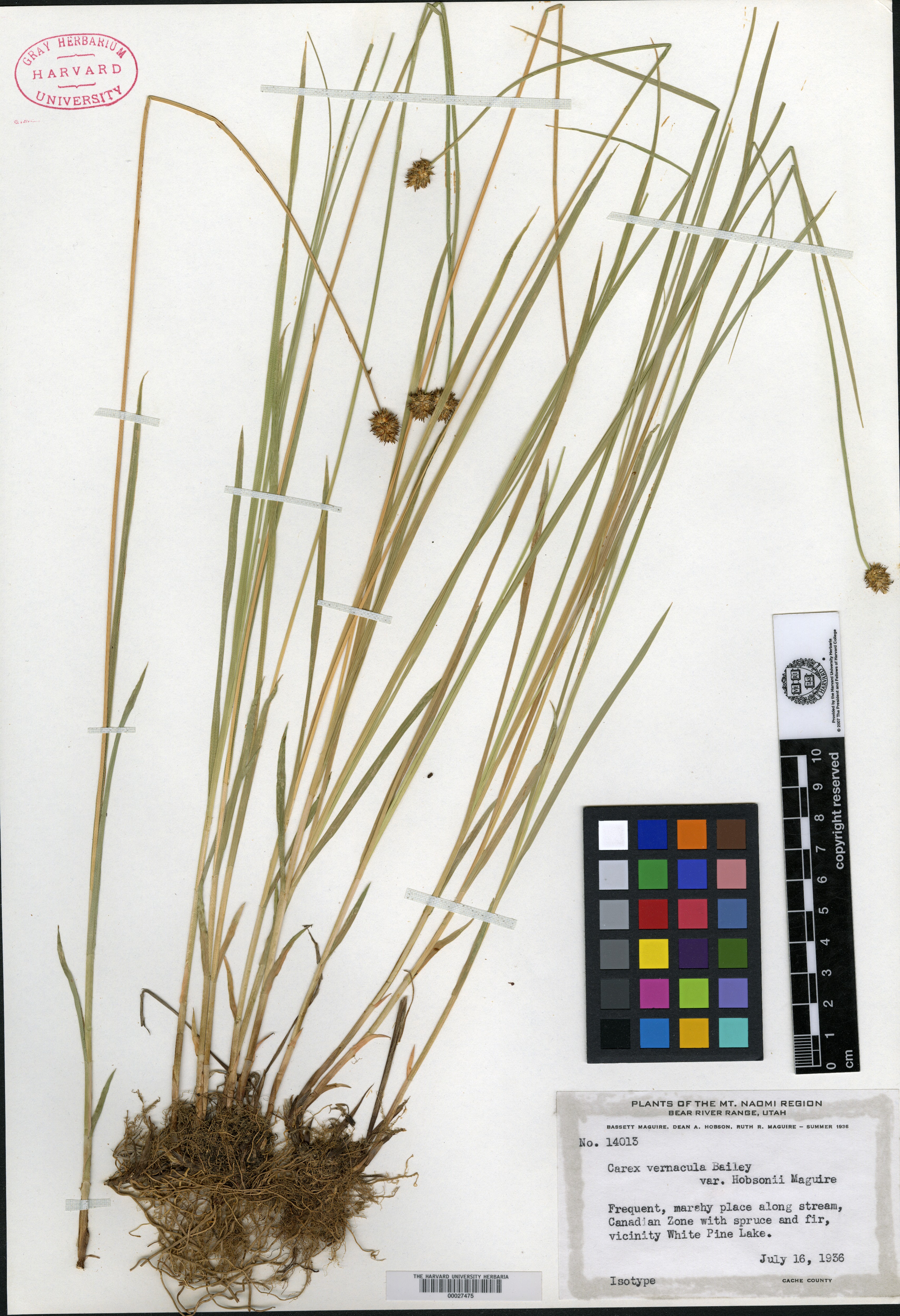 Carex vernacula var. hobsonii image