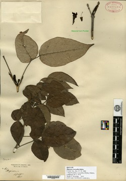 Tabebuia roseoalba image