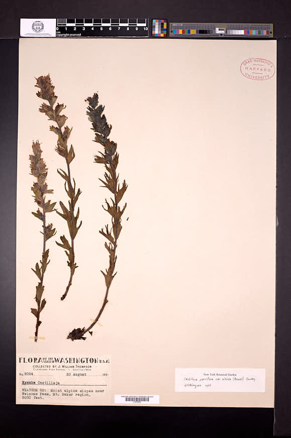 Castilleja parviflora var. albida image