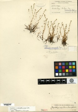 Allocarya corrugata image