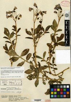 Solanum jalcae image
